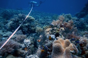 Spot Diving Fujiyama,Mallori,BungingKamase,Pasbar,Pasteng,Uka 1193
