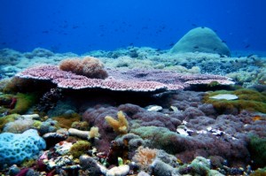 Spot Diving Fujiyama,Mallori,BungingKamase,Pasbar,Pasteng,Uka 1276a