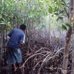 Mangrove Pasitallu 1
