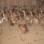 KUP Itik Rajuni 2011 005