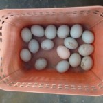 KUP Itik Rajuni 2011 006