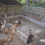 KUP Itik Rajuni 2011 010