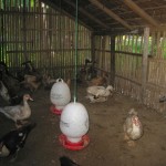 KUP Itik Rajuni 2011 016