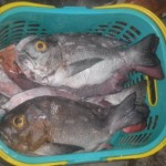 ikan kering kemasan 4